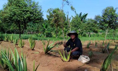 Program Bumi Hijau