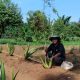 Program Bumi Hijau