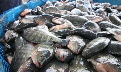 Produksi Ikan Indramayu