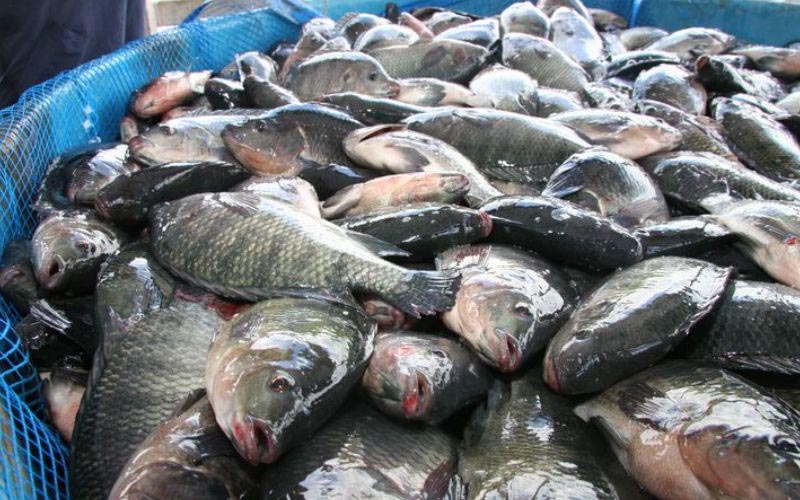 Produksi Ikan Indramayu