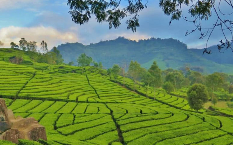 Kebun teh Pangalengan
