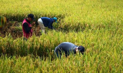 Ilustrasi panen padi