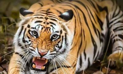 Ilustrasi Harimau benggala