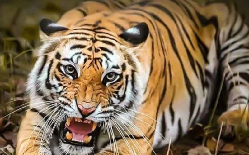 Ilustrasi Harimau benggala
